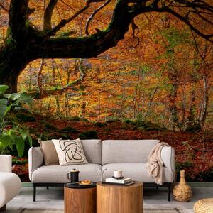 Fototapeta Podzimní les a listy - podzimní motiv s osamělým stromem uprostřed