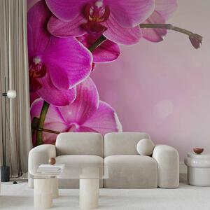 Fototapeta Růžové květy orchidejí - přírodní rostlinný motiv na jemném pozadí