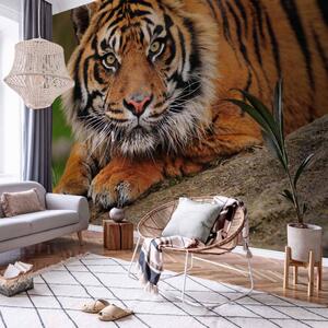 Fototapeta Majestátnost přírody - klidně ležící sumaterský oranžový tygr