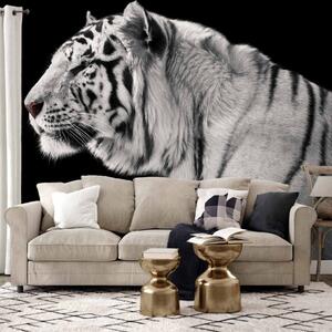 Fototapeta White tiger