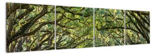 Aleje stromů - obraz (160x40cm)