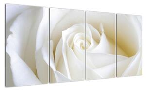 Obraz bílé růže (160x80cm)