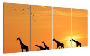 Moderní obraz - žirafy (160x80cm)