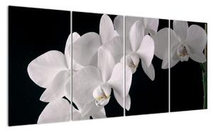Obraz - bílé orchideje (160x80cm)