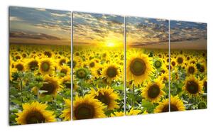Obraz slunečnic (160x80cm)