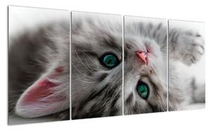 Obraz kočky (160x80cm)