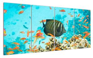 Obraz ryb v akvárii (160x80cm)