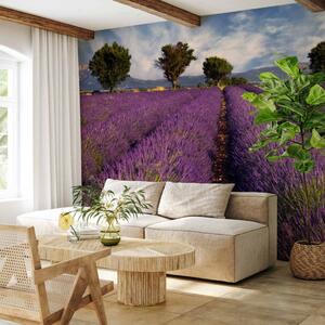 Fototapeta Lavender field in Provence, France