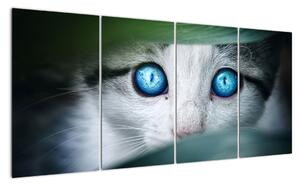 Obraz kočky, zářivé oči (160x80cm)