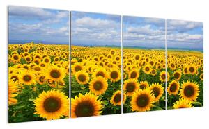 Obraz - slunečnice (160x80cm)