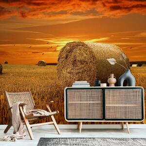 Fototapeta Zlatá pole - krajinný motiv venkova při západu slunce