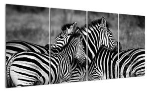 Obraz - zebry (160x80cm)