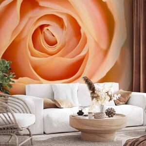 Fototapeta Broskvová růže - přírodní rostlinný motiv s růžovým květem uprostřed
