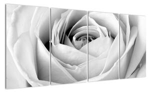 Černobílý obraz růže (160x80cm)