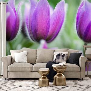 Fototapeta Fialové jarní tulipány - motiv kvetoucích květů s rozmazaným pozadím