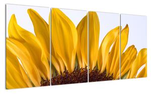 Obraz květu slunečnice (160x80cm)