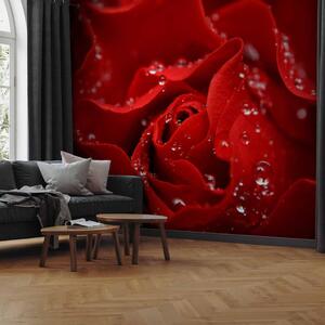 Fototapeta Rosná růže - makro záběr červené růže s kapkami vody