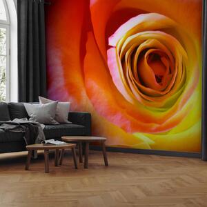 Fototapeta Pouštní růže - detailní záběr květu růže v energických barvách