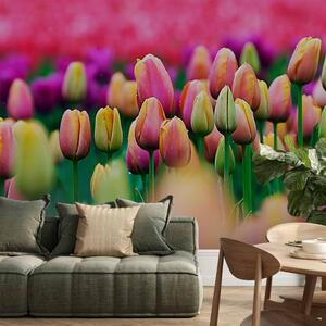 Fototapeta Tulipánová pole - krajina zobrazující květy barevných tulipánů