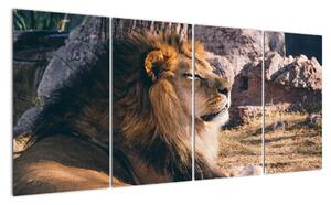 Obraz - ležící lev (160x80cm)