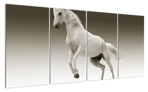 Obrazy bílého koně (160x80cm)