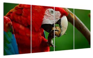Obraz papouška (160x80cm)
