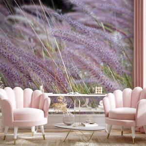 Fototapeta Pole vysoké trávy - záběr na louku fialových rostlin v stylu levandule