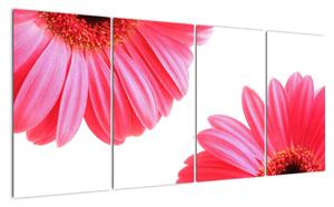 Obraz květin - astra (160x80cm)