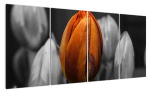 Oranžový tulipán mezi černobílými - obraz (160x80cm)
