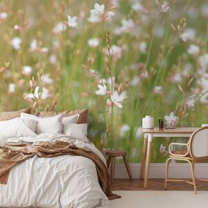Fototapeta Bílé jemné kvítky - slunečná louka s detaily květů