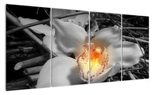 Květ na černobílém pozadí - moderní obraz (160x80cm)