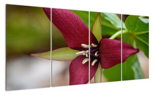 Kvetoucí rostlina - obrazy do domu (160x80cm)