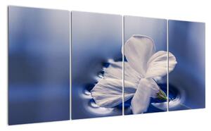Obraz bílého květu ve vodě (160x80cm)