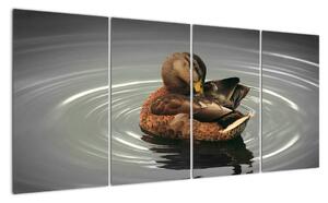 Obraz - kachny ve vodě (160x80cm)