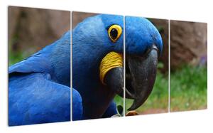 Obraz - papoušek (160x80cm)
