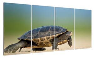 Obraz želvy - moderní obrazy (160x80cm)