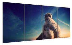 Obraz opice - obrazy zvířat (160x80cm)
