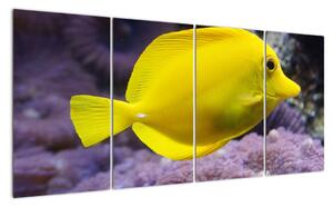 Obraz - žluté ryby (160x80cm)