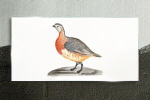 Obraz na skle Obraz na skle Kreslení zvířat pták
