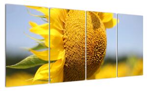 Obraz slunečnice (160x80cm)