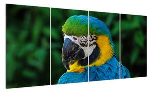 Obraz papouška (160x80cm)