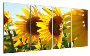 Obraz slunečnic na stěnu (160x80cm)