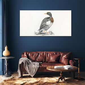 Obraz na skle Obraz na skle Kreslení zvířat pták kachna