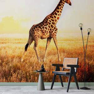 Fototapeta Africká příroda - procházející se žirafa po savaně na louce ráno