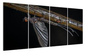 Obraz - hmyz (160x80cm)