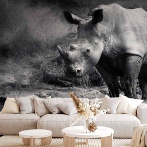 Fototapeta Klid zvířat - černobílý motiv osamělého nosorožce na savaně