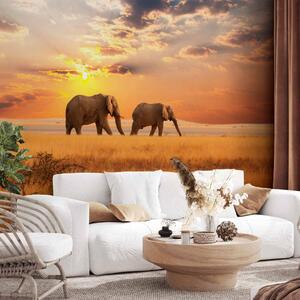 Fototapeta African savanna elephants