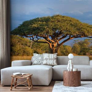 Fototapeta African acacia tree, Hwange National Park, Zimbabwe