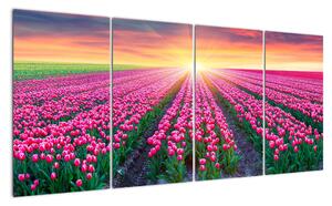 Obraz - pole květin (160x80cm)