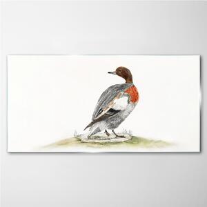 Obraz na skle Obraz na skle Kreslení zvířat pták kachna